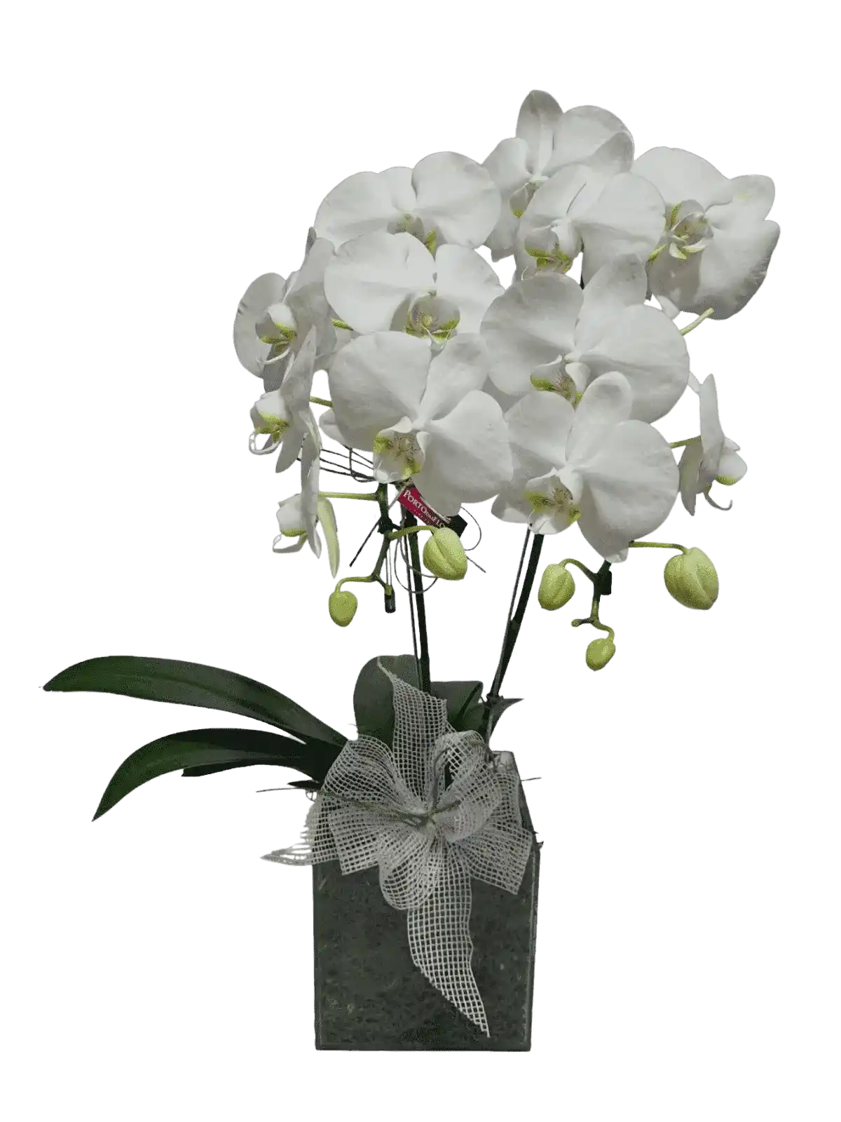 Porto das Flors - Orquídea Premium duas hastes branca em cachepô de vidro